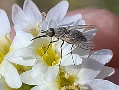 Phthiria pulicaria