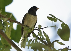 Junco hyemalis thurberi
