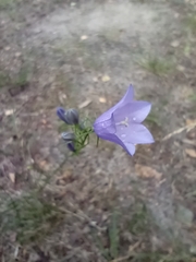 Campanula rotundifolia