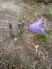 Campanula rotundifolia