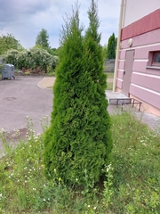Thuja occidentalis