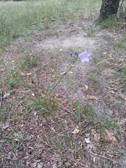 Campanula rotundifolia