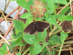 Leptalina unicolor