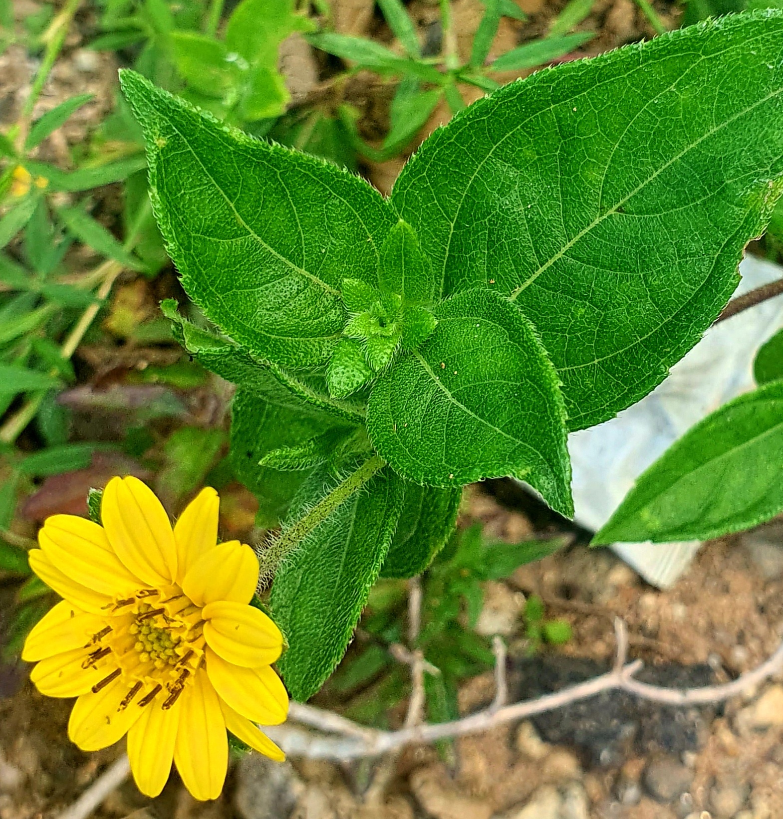 The Haemorrhage Plant (Aspilia africana)