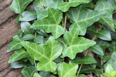 Hedera helix