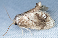 Packardia geminata