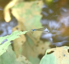 Archibasis oscillans