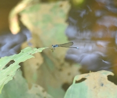 Archibasis oscillans