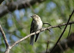 Ficedula semitorquata