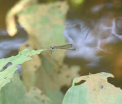 Archibasis oscillans