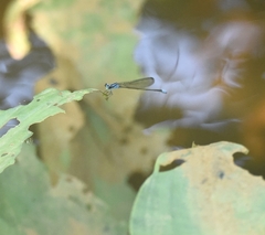 Archibasis oscillans