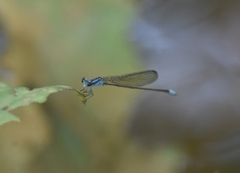 Archibasis oscillans