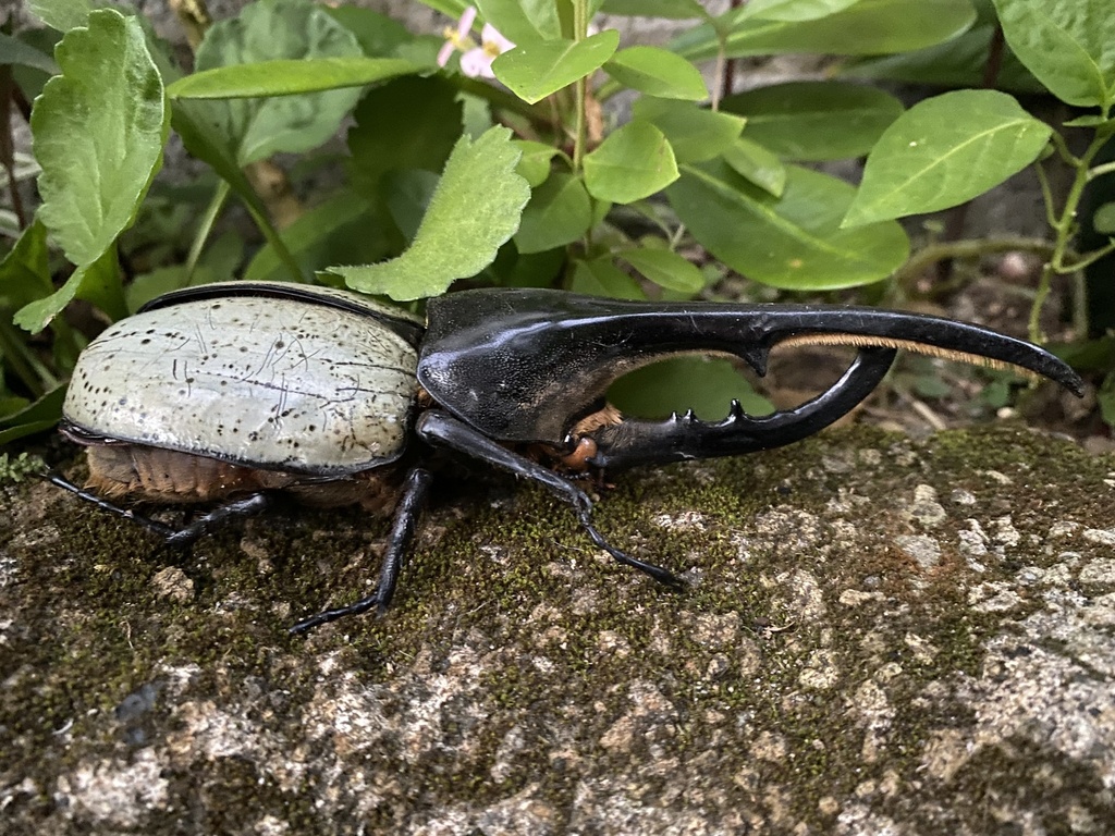 ヘルクレスオオカブト ヘルクレスオオカブト (Dynastes hercules) · iNaturalist