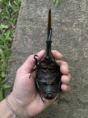 Dynastes hercules