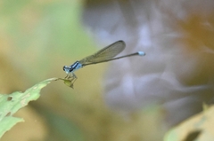 Archibasis oscillans