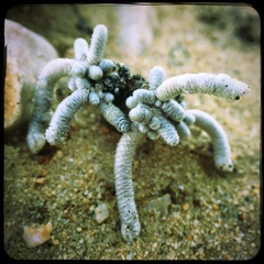 Anacampseros ustulata