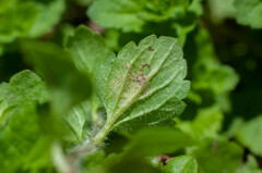 Peronospora agrestis