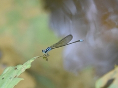 Archibasis oscillans