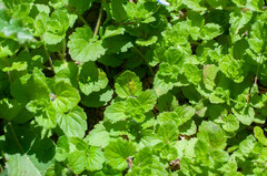 Peronospora agrestis