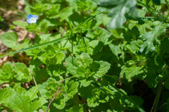 Peronospora agrestis