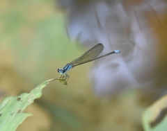 Archibasis oscillans