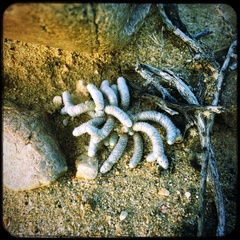Anacampseros ustulata