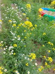 Sisymbrium loeselii