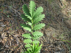 Potentilla longifolia