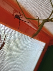 Gonocerus acuteangulatus