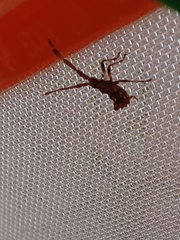Gonocerus acuteangulatus