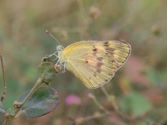 Colotis amata