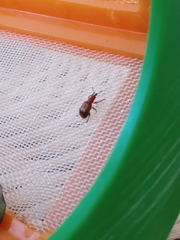 Lasiorhynchites praeustus