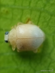 Ortaliini