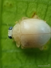 Ortaliini