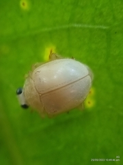 Ortaliini