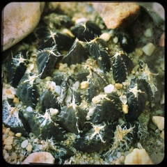 Haworthia nortieri