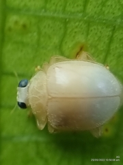Ortaliini