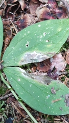Parallelomma paridis