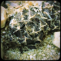 Haworthia nortieri
