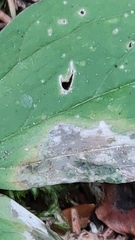 Parallelomma paridis