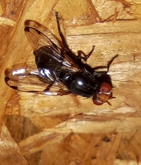 Ceroxys munda