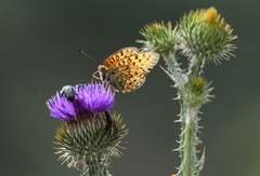 Argynnis niobe