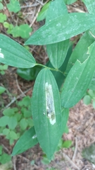 Parallelomma