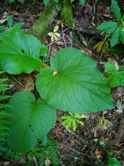 Magnoliopsida