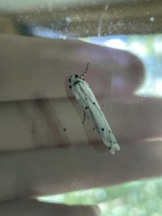 Myelois circumvoluta