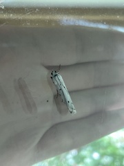 Myelois circumvoluta