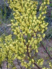 Acacia microcarpa