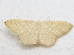 Idaea consanguinaria