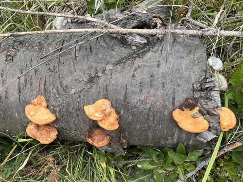 Červenica rumelková (Trametes cinnabarina)