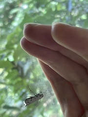 Myelois circumvoluta